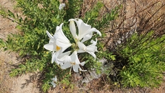 Lilium candidum