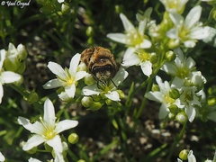 Andrena transitoria