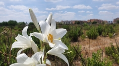 Lilium candidum