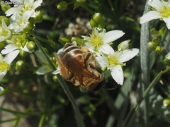 Andrena transitoria