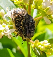 Oxythyrea funesta