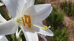 Lilium candidum