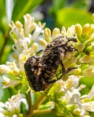Oxythyrea funesta