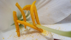 Lilium candidum
