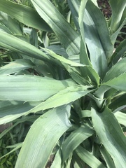 Eryngium yuccifolium