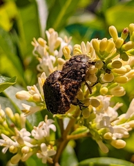 Oxythyrea funesta