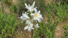 Lilium candidum
