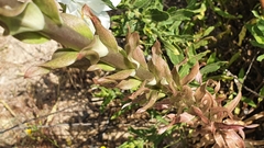 Lilium candidum
