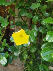 Pentalinon luteum