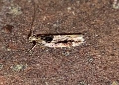 Pseudochelaria walsinghami