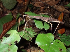 Stheneboea tuberculata