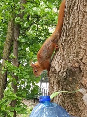 Sciurus vulgaris
