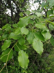 Pyrus communis caucasica