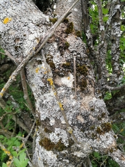Pyrus communis caucasica