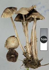 Psathyrella microrhiza