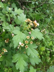 Crataegus pentagyna