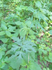 Heracleum sphondylium sibiricum