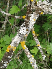 Crataegus pentagyna