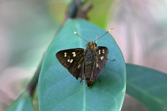 Thoressa monastyrskyi