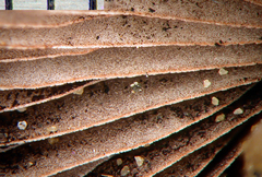 Psathyrella microrhiza