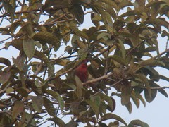 Haemorhous mexicanus