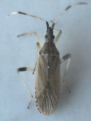 Dicranocephalus