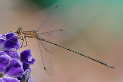 Lestes forficula