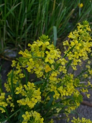 Bunias orientalis