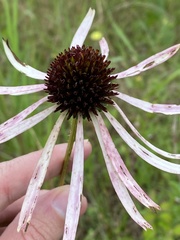 Echinacea sanguinea