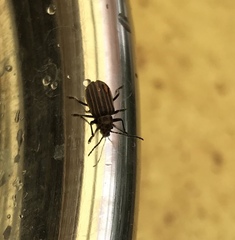 Neolochmaea dilatipennis