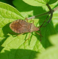 Homoeocerus dilatatus