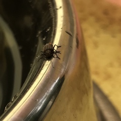 Neolochmaea dilatipennis