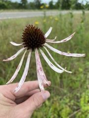 Echinacea sanguinea