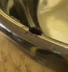 Neolochmaea dilatipennis