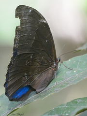 Morpho menelaus