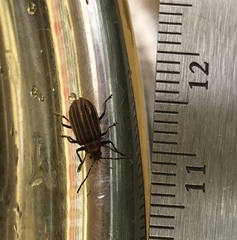 Neolochmaea dilatipennis