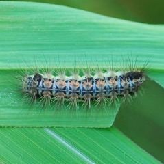 Balataea octomaculata