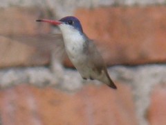Leucolia violiceps