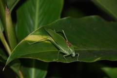 Microcentrum syntechnoides