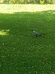Columba palumbus