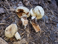Pholiota nubigena