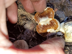 Pholiota nubigena