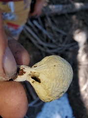 Pholiota nubigena