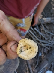 Pholiota nubigena