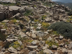 Alyssum baumgartnerianum