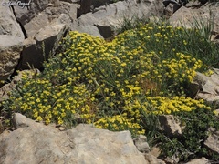 Alyssum baumgartnerianum
