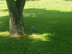 Columba palumbus