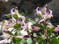 Corydalis erdelii