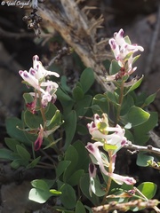 Corydalis erdelii