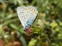 Kretania nichollae